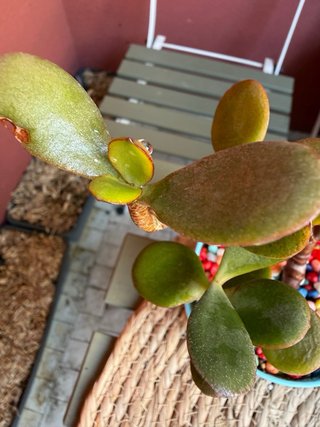 Planta de Jade Crassula Ovata en Maceta