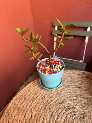 Planta de Jade Crassula Ovata en Maceta