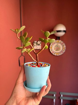 Planta de Jade Crassula Ovata en Maceta