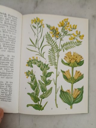 Libri Vintage Botanica Alpina"Alpen Blumen" I & II