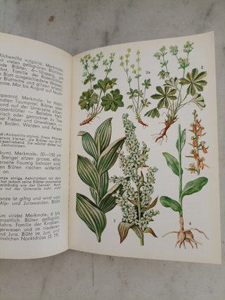Libri Vintage Botanica Alpina"Alpen Blumen" I & II