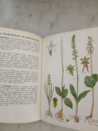 Libri Vintage Botanica Alpina"Alpen Blumen" I & II