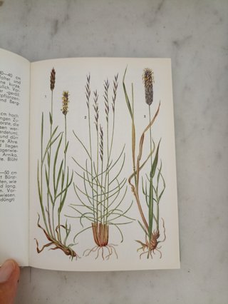 Libri Vintage Botanica Alpina"Alpen Blumen" I & II