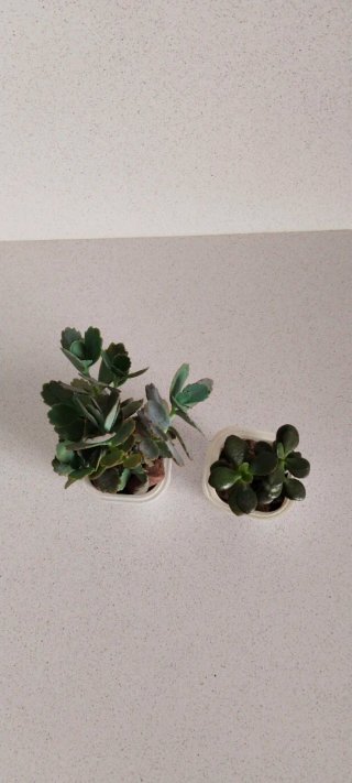 Lote 2 Piante: Jade e Kalanchoe Fedtschenkoi