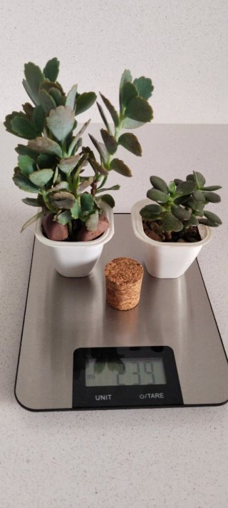 Lote 2 Piante: Jade e Kalanchoe Fedtschenkoi