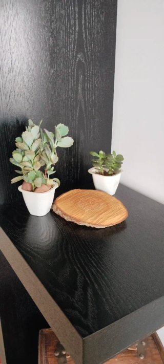 Lote 2 Piante: Jade e Kalanchoe Fedtschenkoi