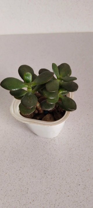 Lote 2 Piante: Jade e Kalanchoe Fedtschenkoi