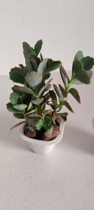 Lote 2 Piante: Jade e Kalanchoe Fedtschenkoi