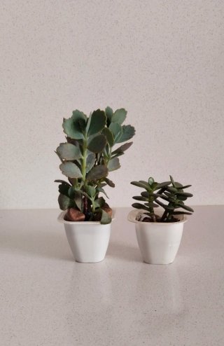 Lote 2 Piante: Jade e Kalanchoe Fedtschenkoi