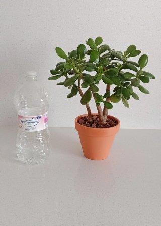 PreBonsái Jade Sokan Maceta Barro Colección