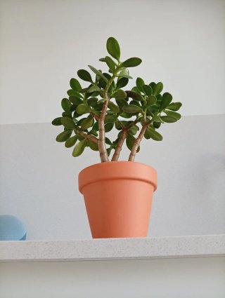 PreBonsái Jade Sokan Maceta Barro Colección