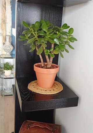 PreBonsái Jade Sokan Maceta Barro Colección
