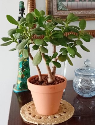 PreBonsái Jade Sokan Maceta Barro Colección