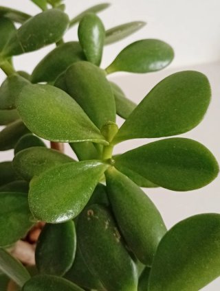 PreBonsái Jade Sokan Maceta Barro Colección