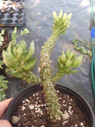 Suculentas y cactus