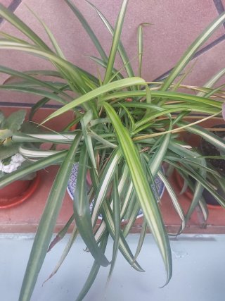 Planta Cinta