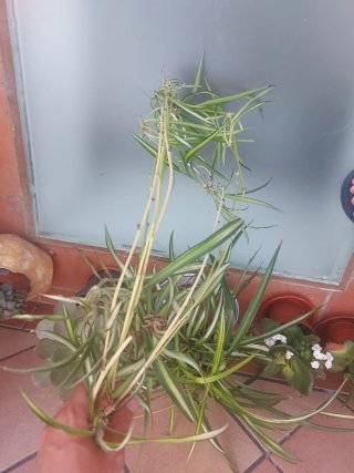 Planta Cinta
