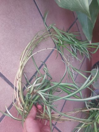 Planta Cinta