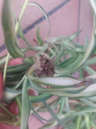 Planta Cinta