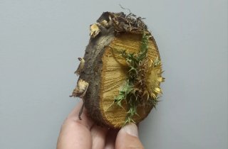 Eguzkilore artesanal mini. N°15