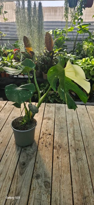 Monstera thai constellation