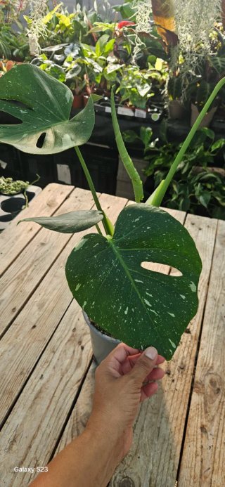 Monstera thai constellation