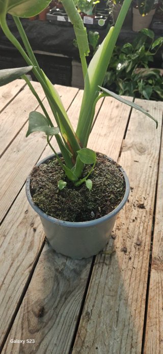 Monstera thai constellation