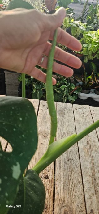 Monstera thai constellation