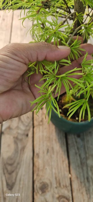 Bonsai Pseudolarix Amabilis