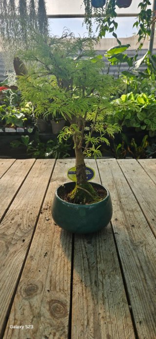 Bonsai Pseudolarix Amabilis