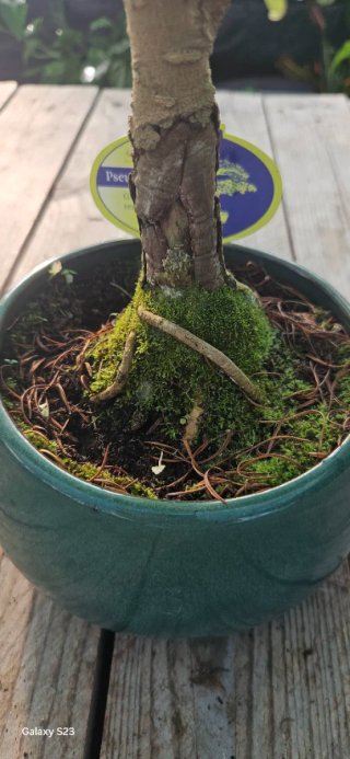 Bonsai Pseudolarix Amabilis