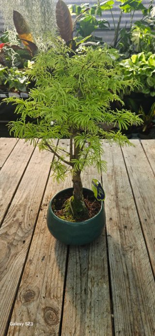Bonsai Pseudolarix Amabilis