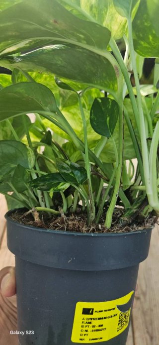 Epipremnum golden flame