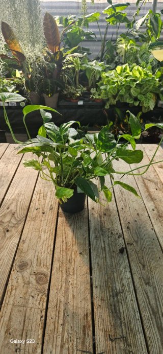 Epipremnum golden flame
