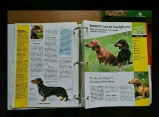 Colección 800 Fichas PERROS