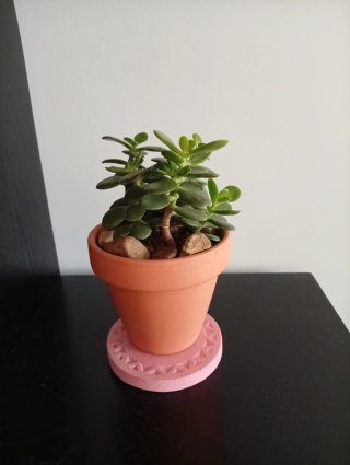 Arbol Jade Bosquecito en Maceta Barro 11cm