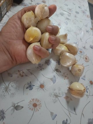 Ajo elefante