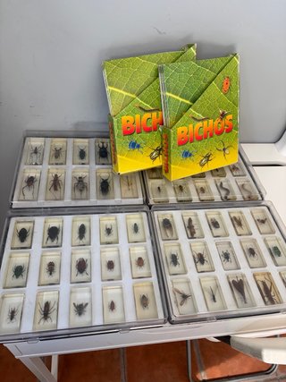 Colección insectos en policarbonato, Bichos