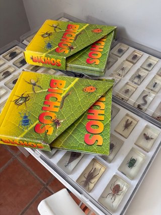 Colección insectos en policarbonato, Bichos