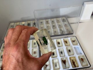 Colección insectos en policarbonato, Bichos