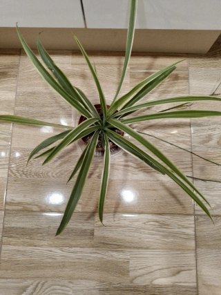 Planta Cinta Variegada