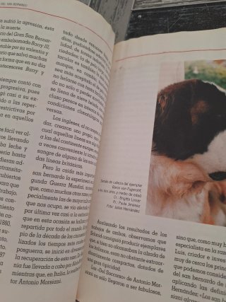 Libro San Bernardo