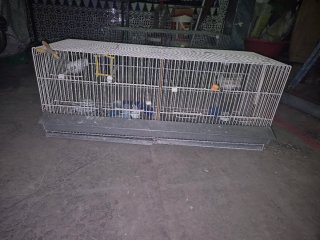 Jaulas para pájaros