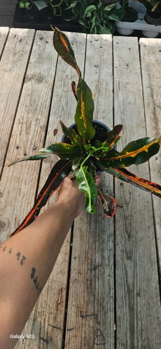 Croton
