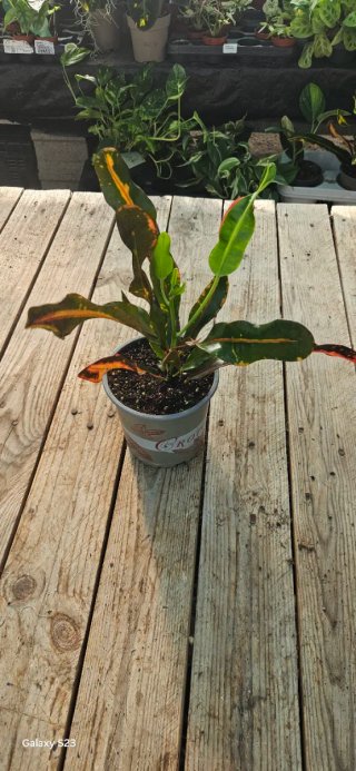 Croton