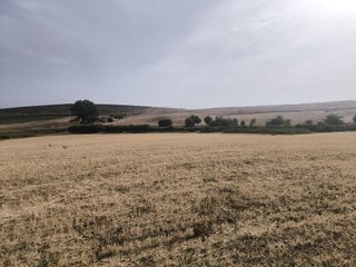Terreno en venta en Arcos de la Frontera