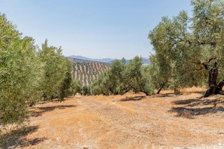 Terreno en venta en Archidona