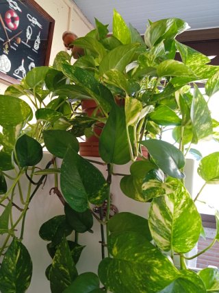 Planta Poto Grande y Resistente