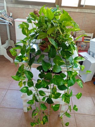 Planta Poto Grande y Resistente