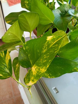 Poto decorativo verde y amarillo